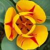 ajademagnolia